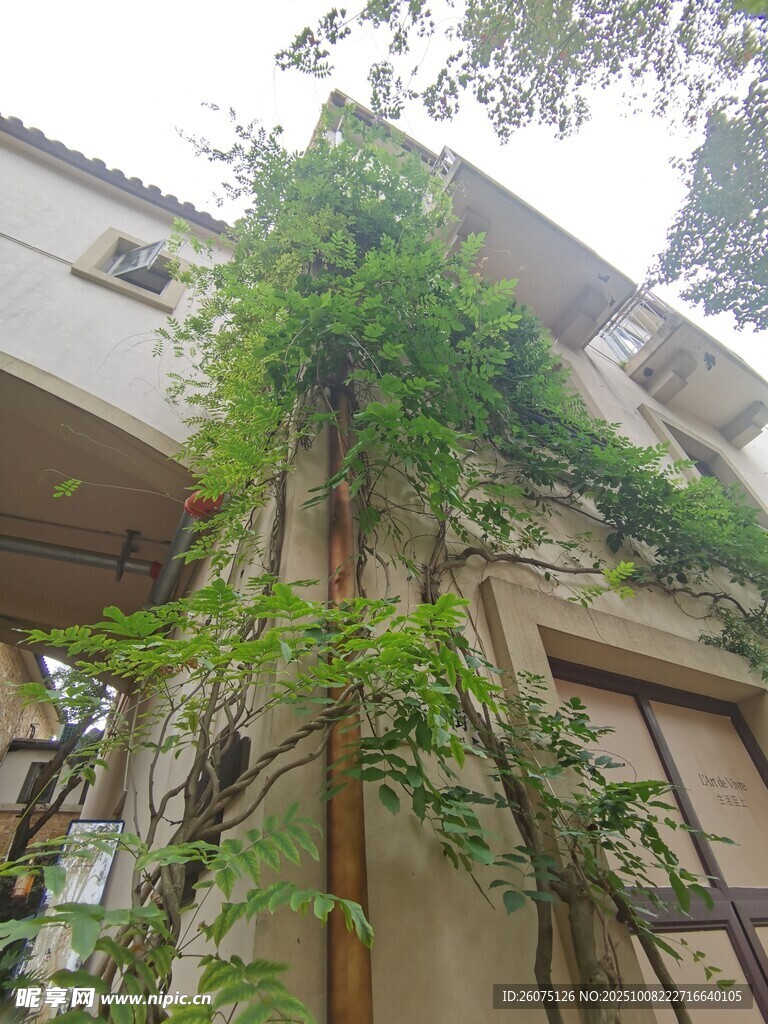 藤蔓缠绕的古朴建筑一角