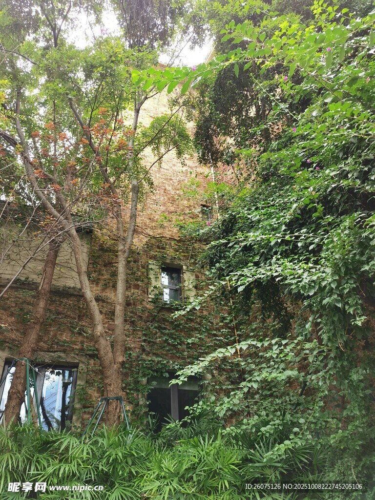 丛林中被绿植覆盖的建筑