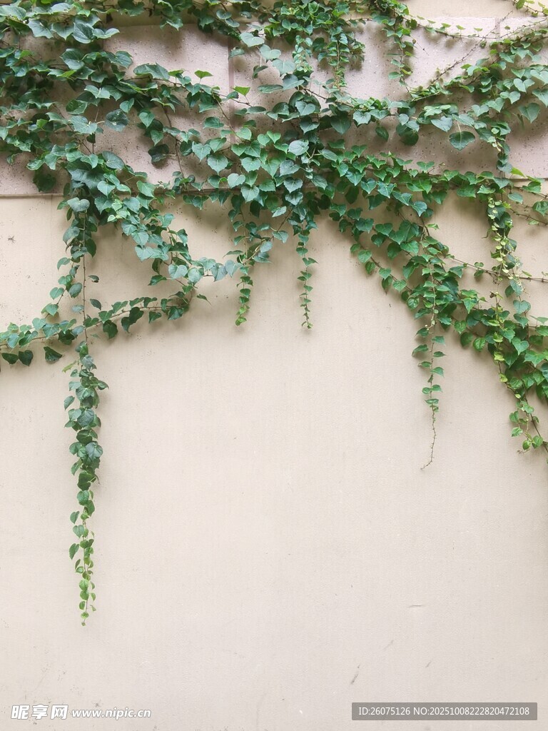 垂挂绿植装饰清新自然风
