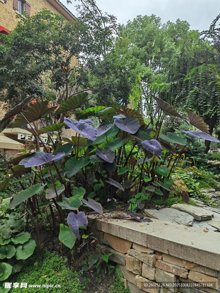 庭院中的繁茂紫色植物景观