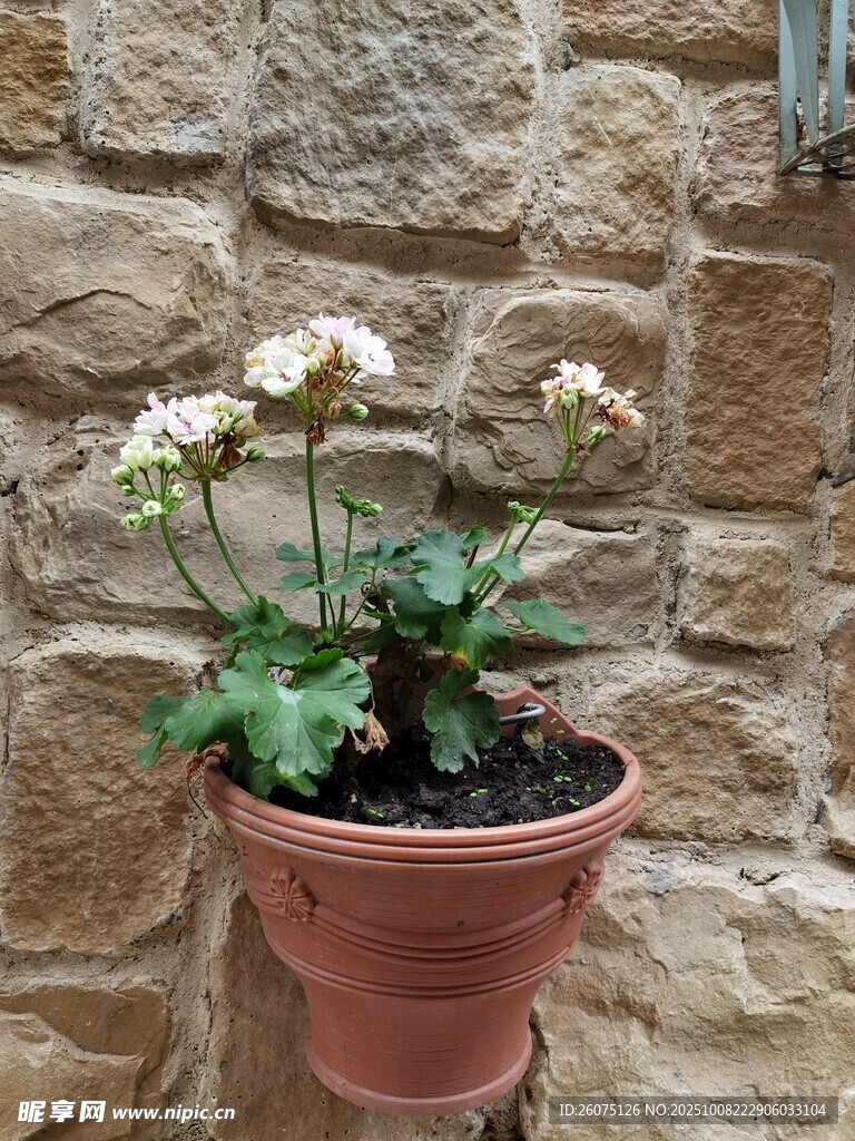 石墙悬挂盆栽白花植物