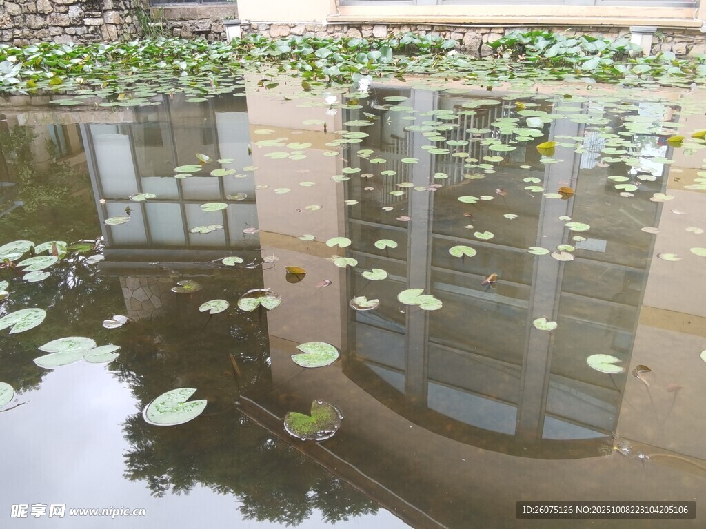 池塘中漂浮的睡莲与倒影