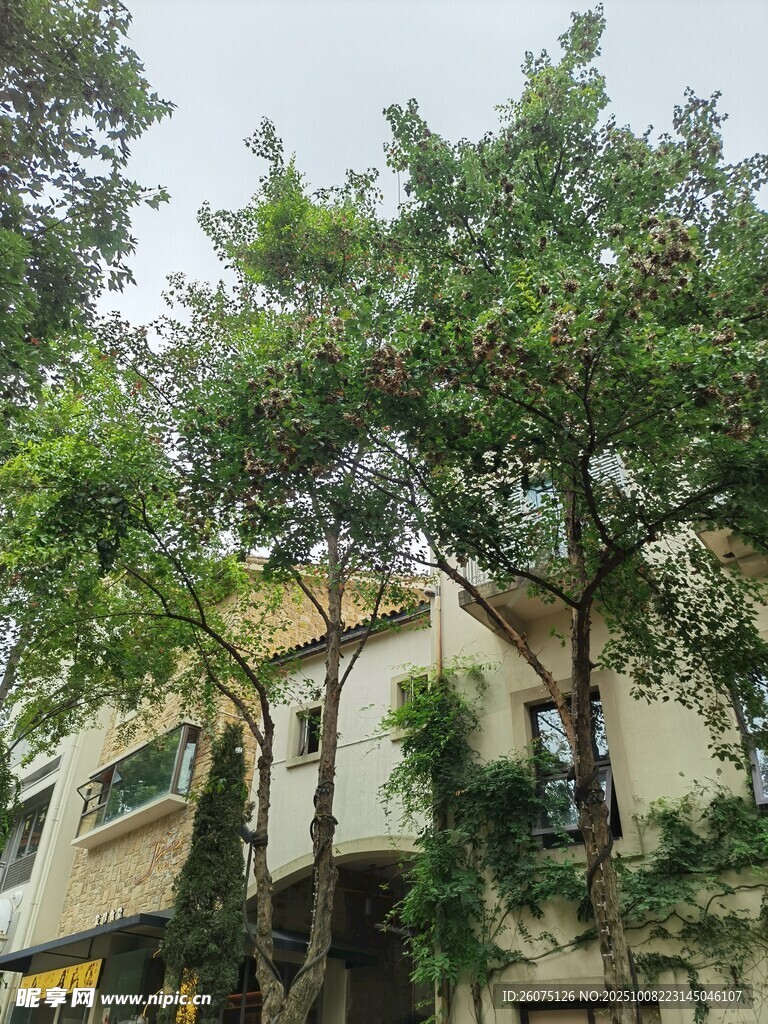 绿树环绕的建筑景观
