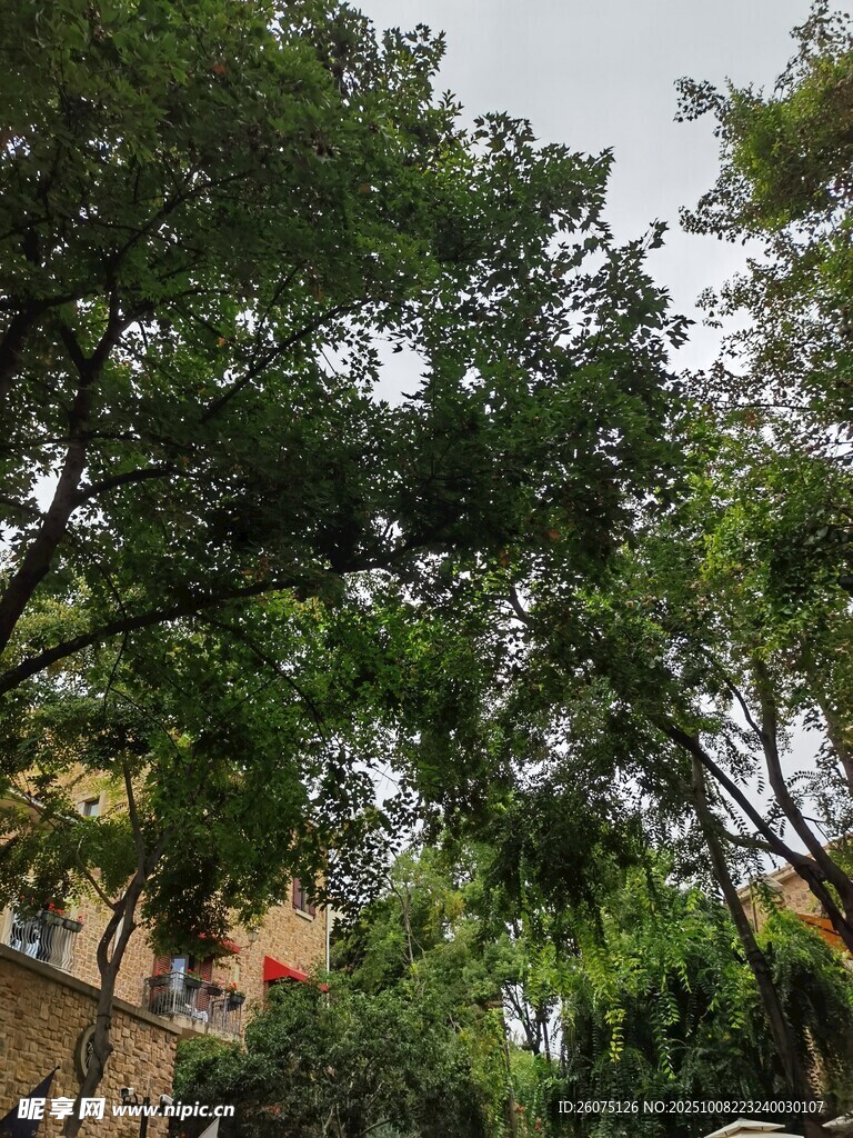 绿树成荫的户外景致
