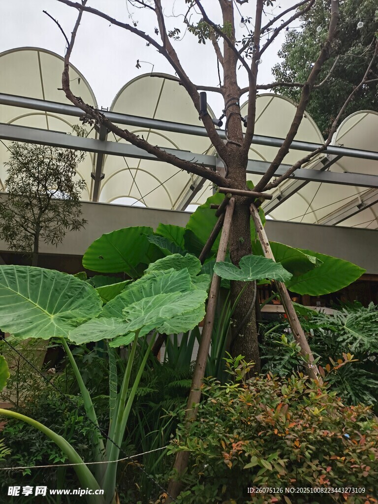 庭院中独特造型的绿植景观