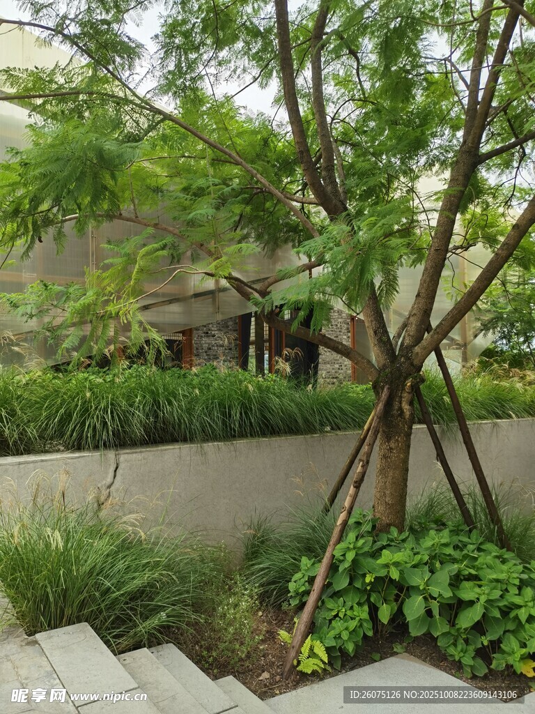 庭院绿植景观生机盎然