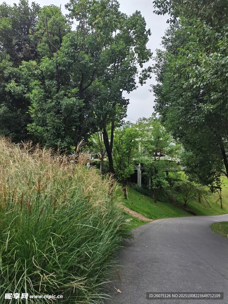 林间小径绿意盎然的景致