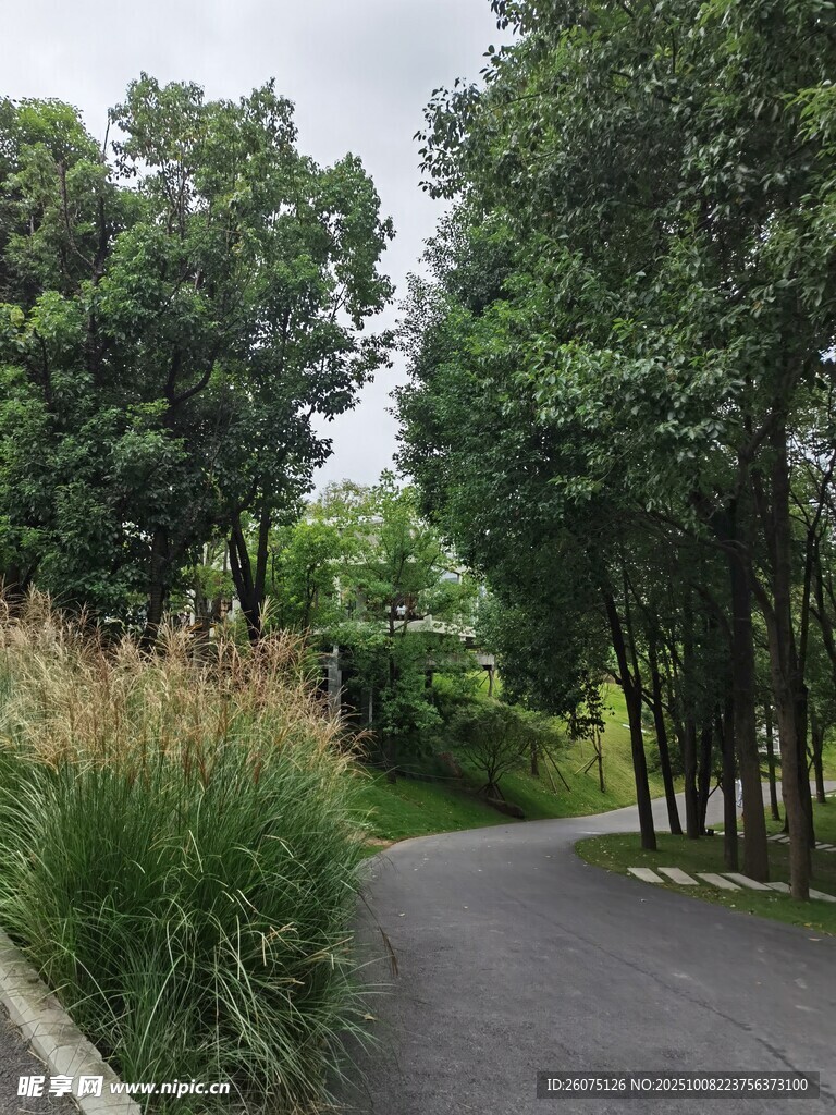 林间幽静小路绿意盎然