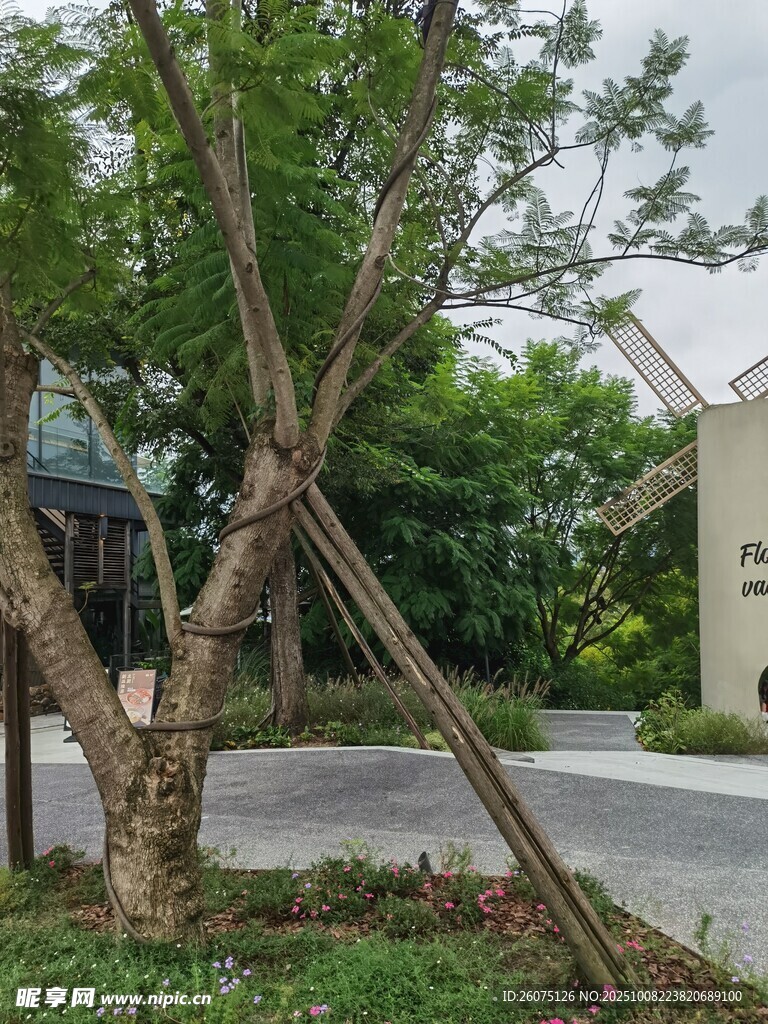庭院中支撑树木的场景