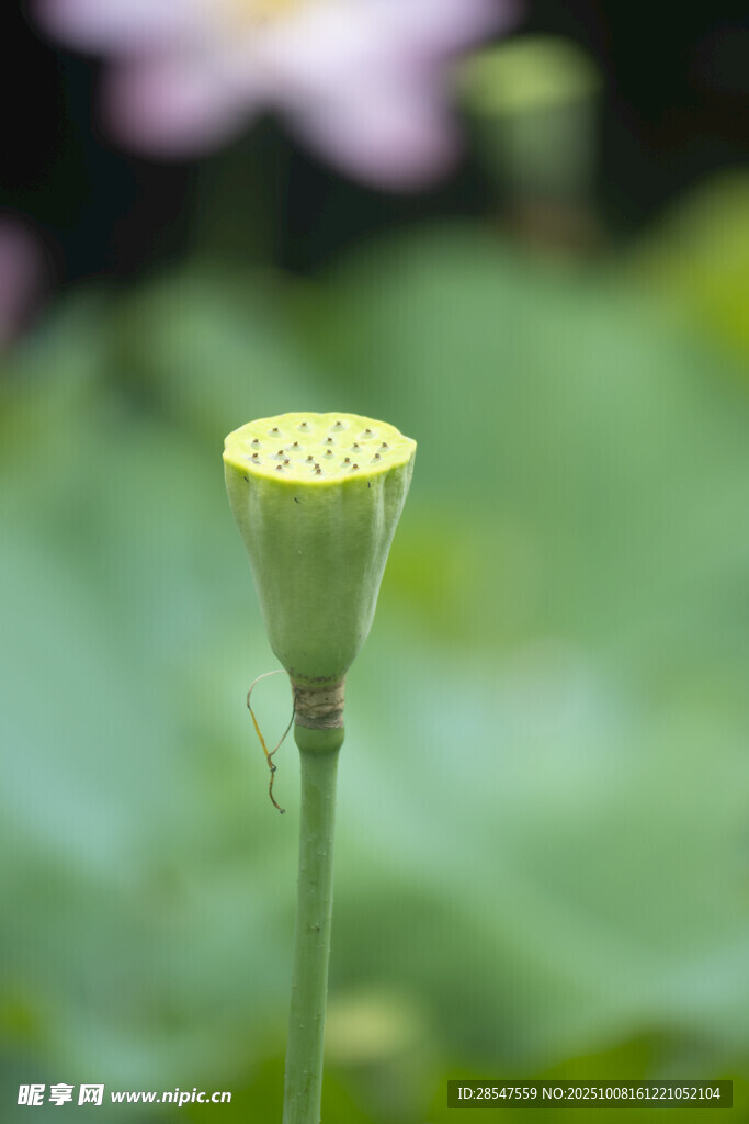 含苞待放的嫩莲蓬