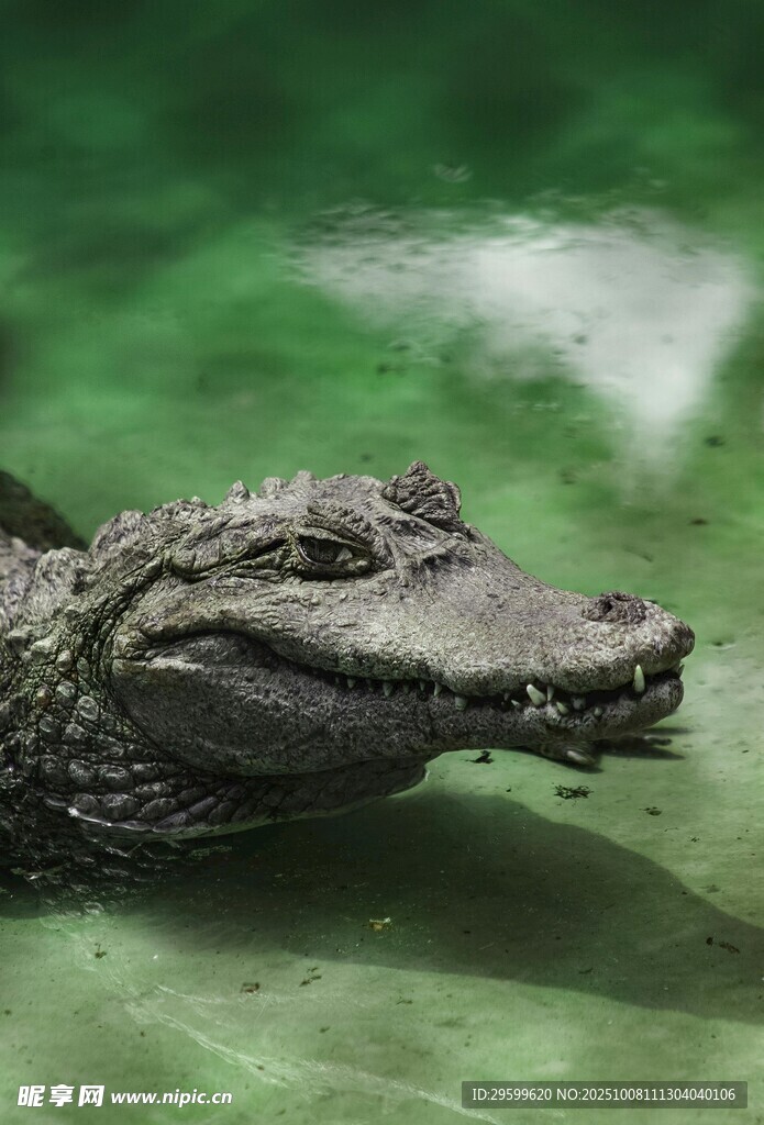 水中鳄鱼特写