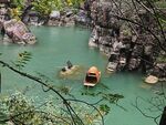 天鹅 戏水