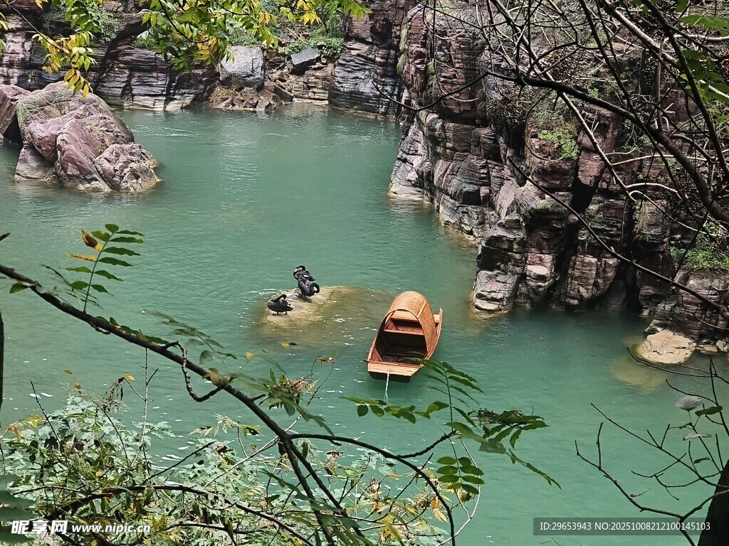 天鹅 戏水
