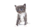 可爱小灰猫坐立