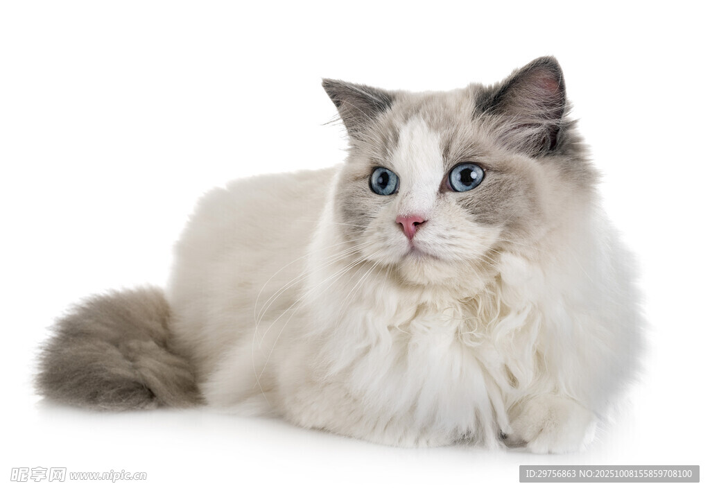 可爱布偶猫优雅趴卧