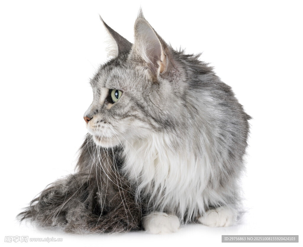 长毛灰猫侧坐
