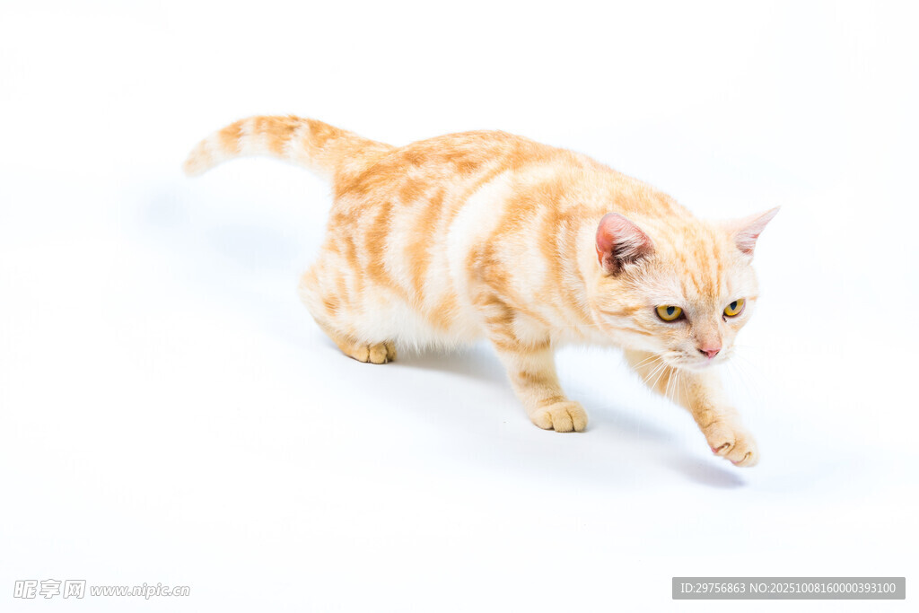 橘猫行走瞬间