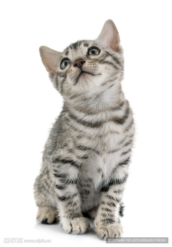 可爱条纹小猫抬头张望
