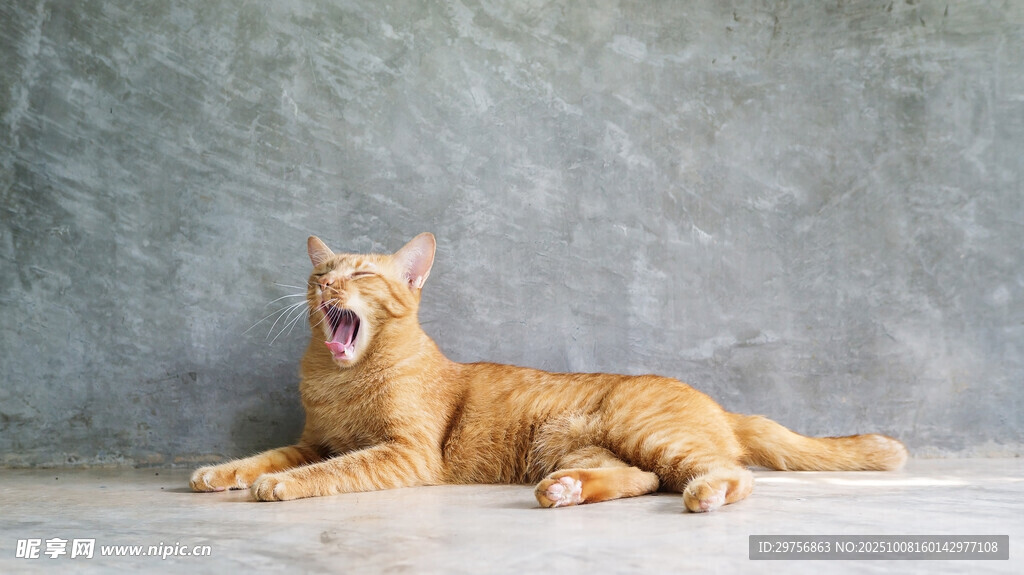 张嘴躺卧的橘色猫咪