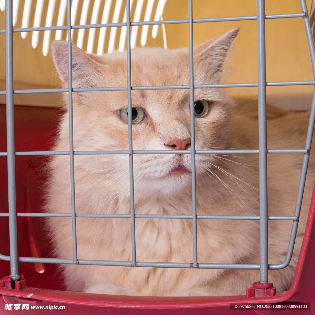 笼中橘猫