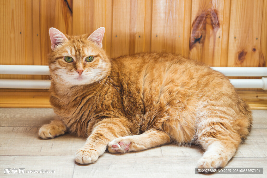 橘猫悠闲躺卧