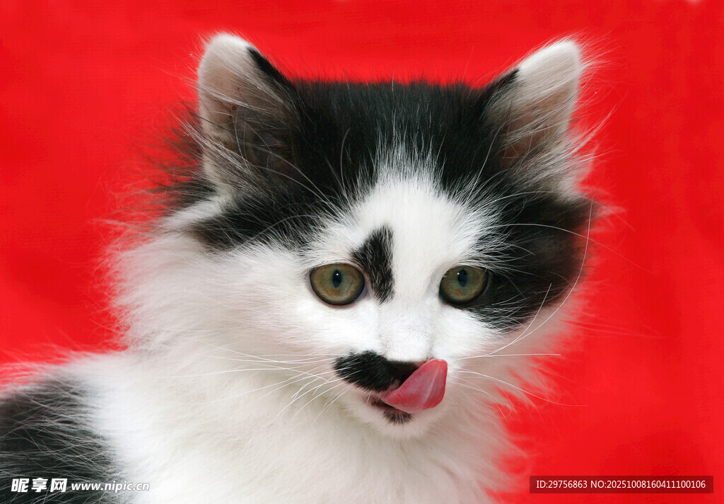 黑白萌猫吐舌俏皮瞬间