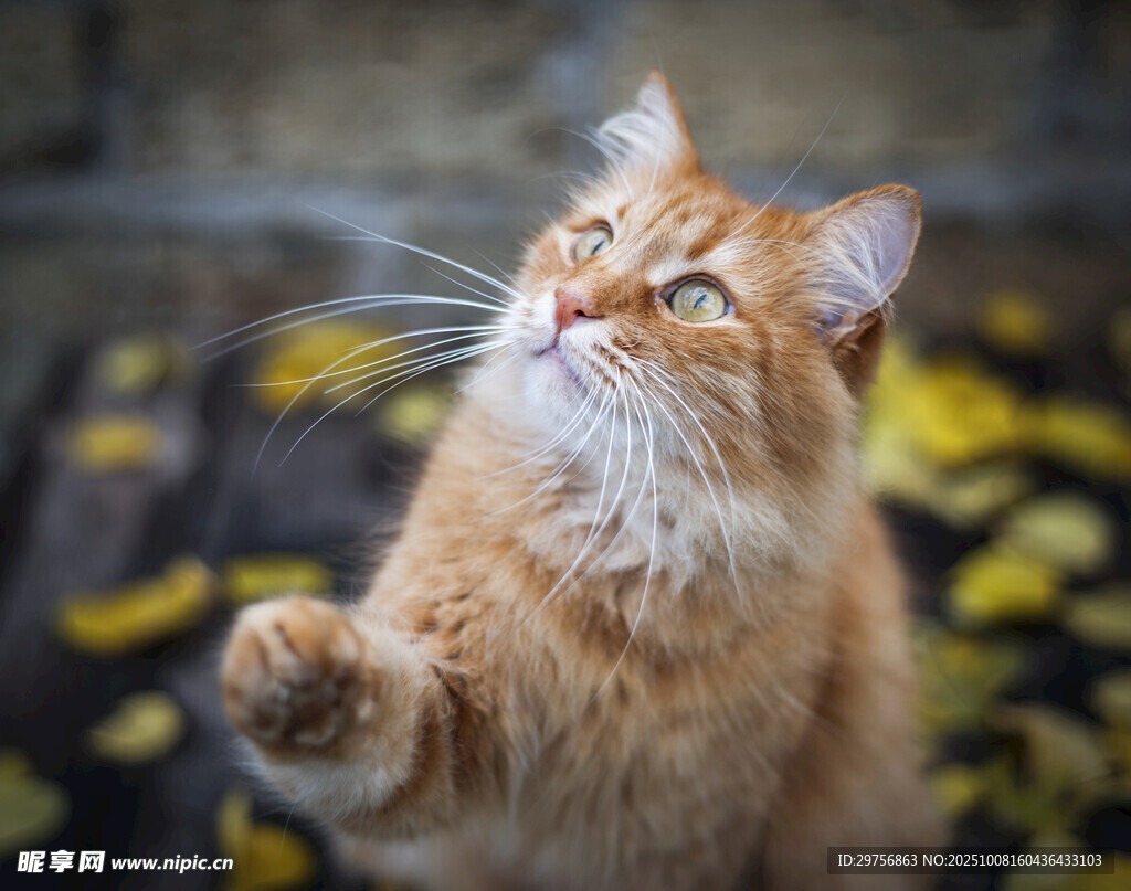 仰头猫咪姿态可爱迷人