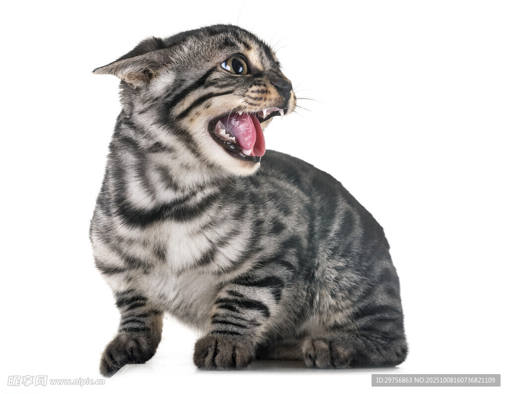 张嘴咆哮的斑纹猫咪