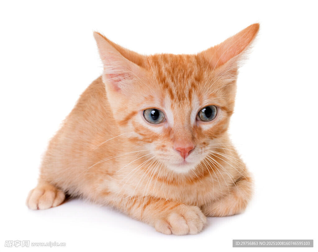 可爱橘色小猫趴着