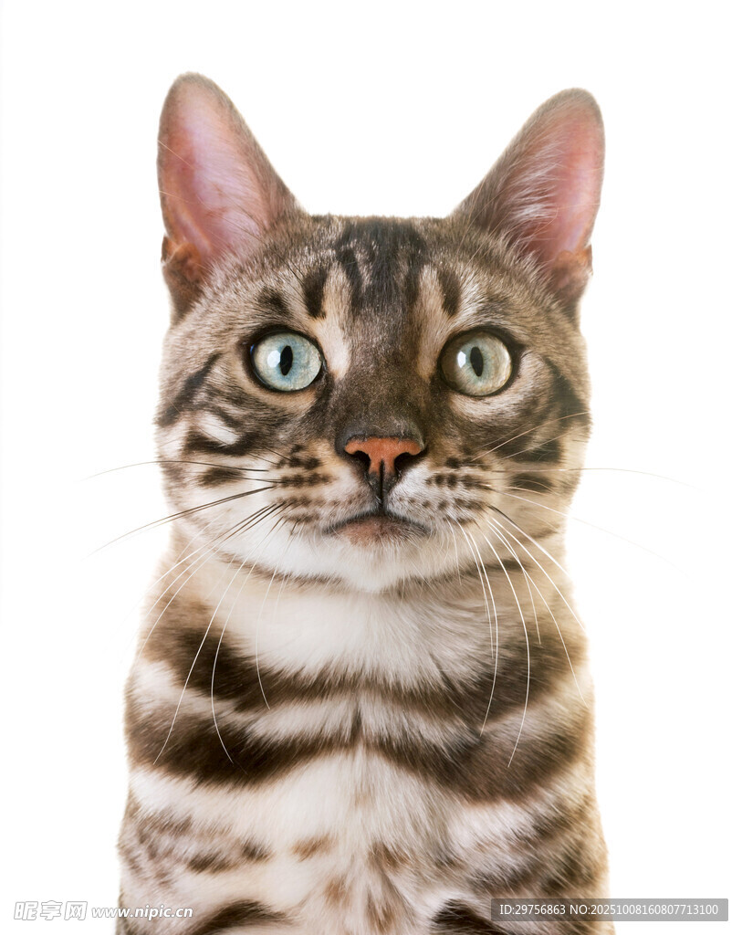 可爱斑纹猫抬头凝视
