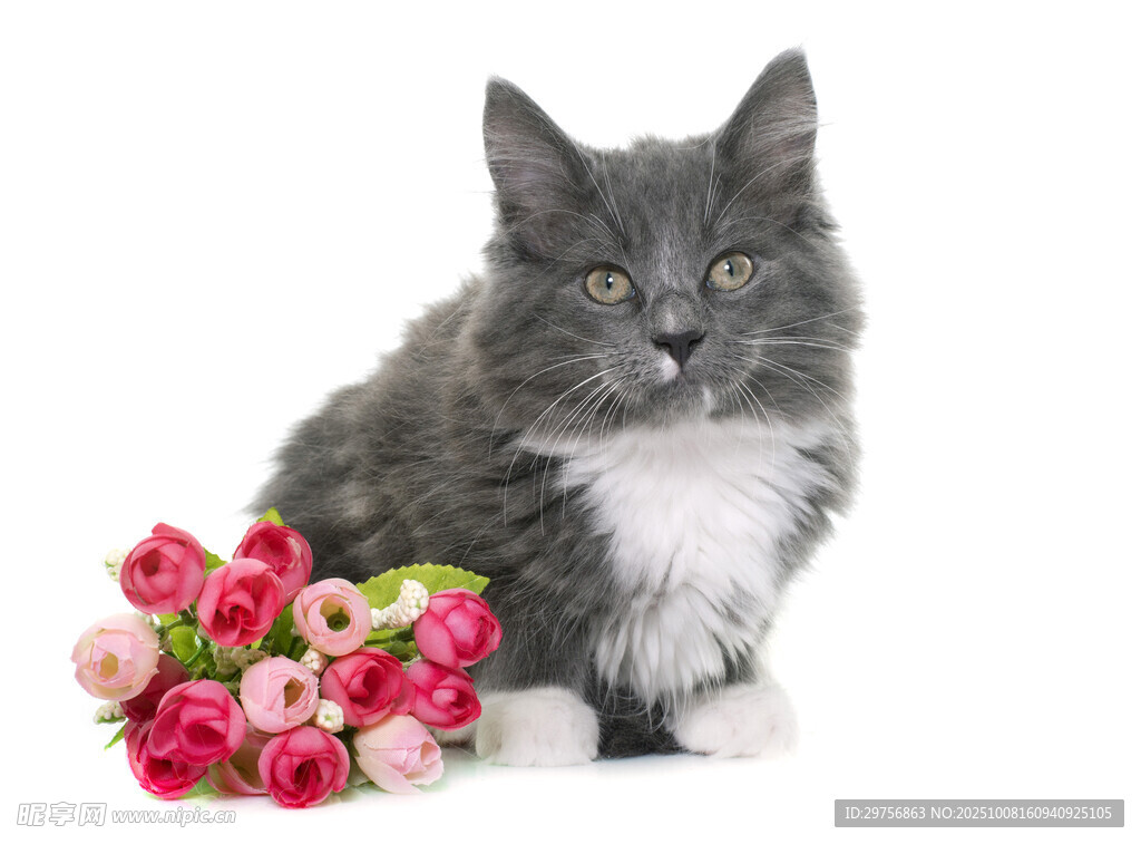 灰毛猫咪与娇艳花束