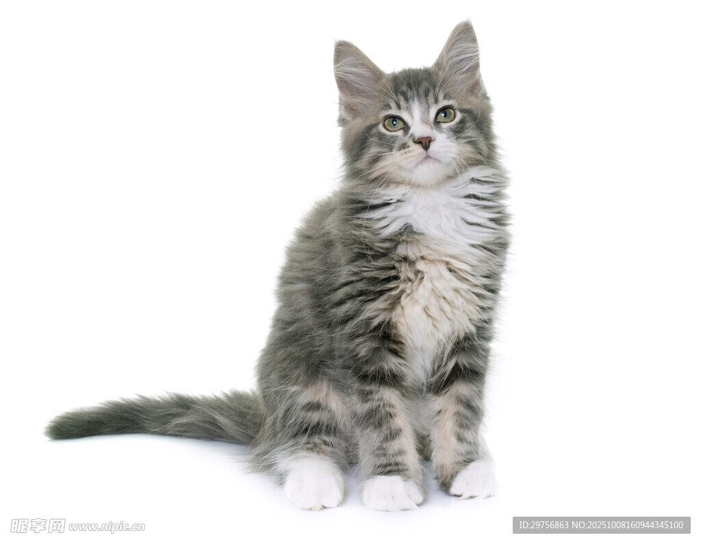 可爱灰毛小猫抬头张望