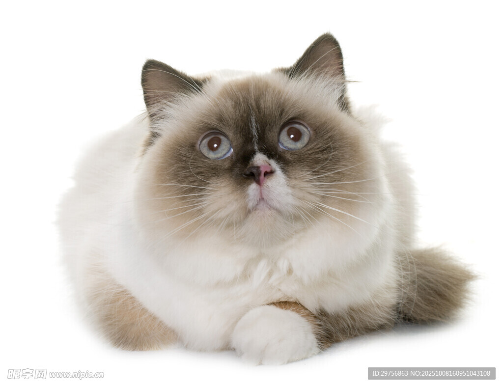 可爱布偶猫趴卧