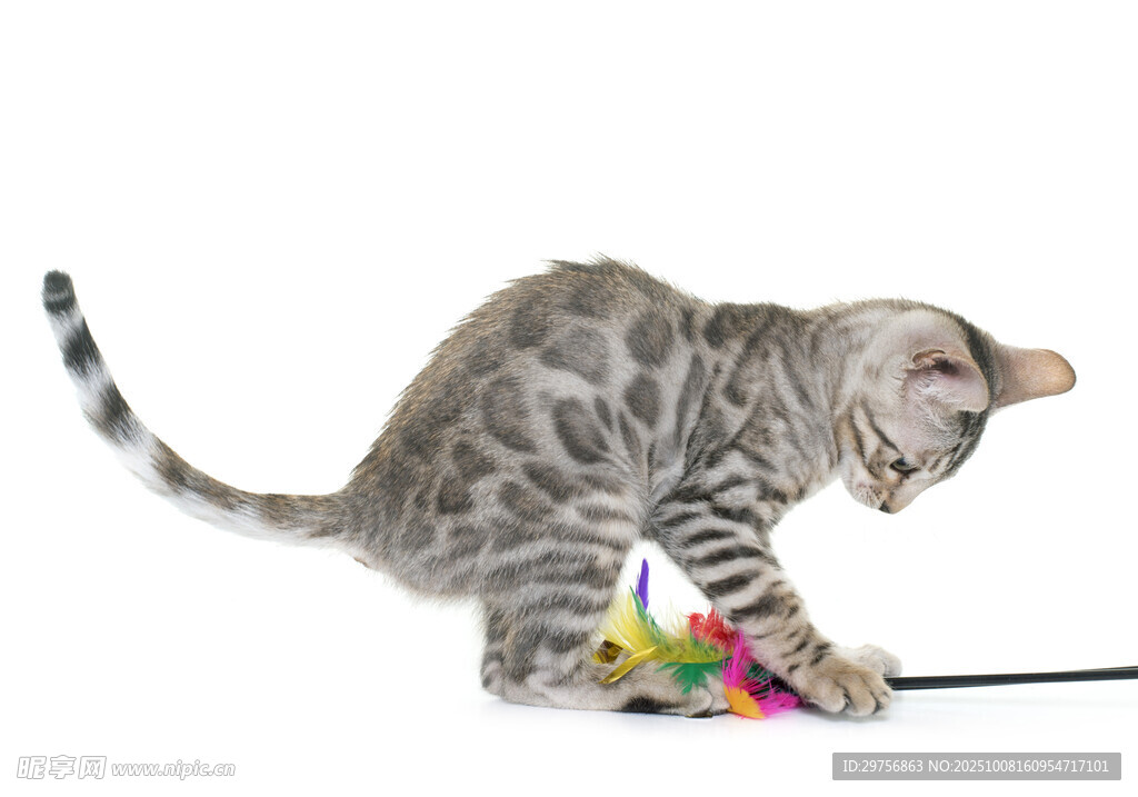 小猫玩彩色逗猫棒