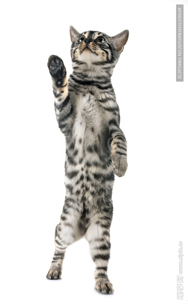 站立挥手的可爱小猫咪