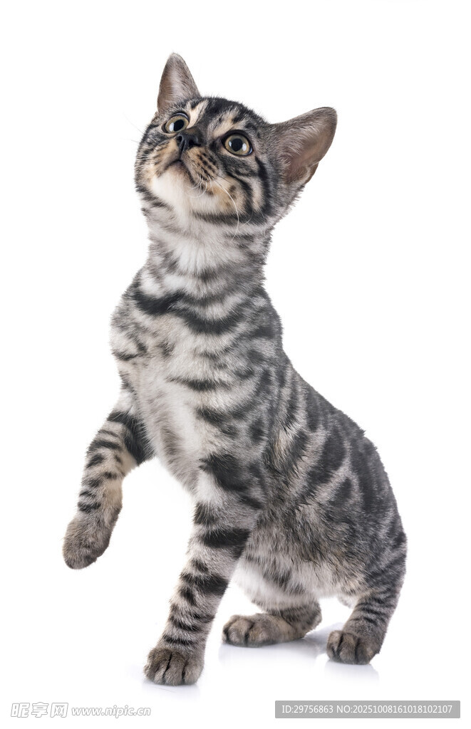 站立好奇小猫咪