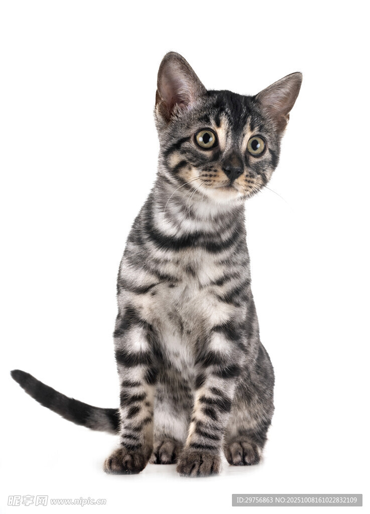 可爱虎斑小猫端坐