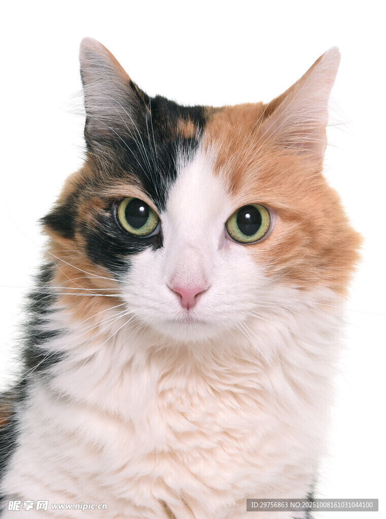 三色猫特写