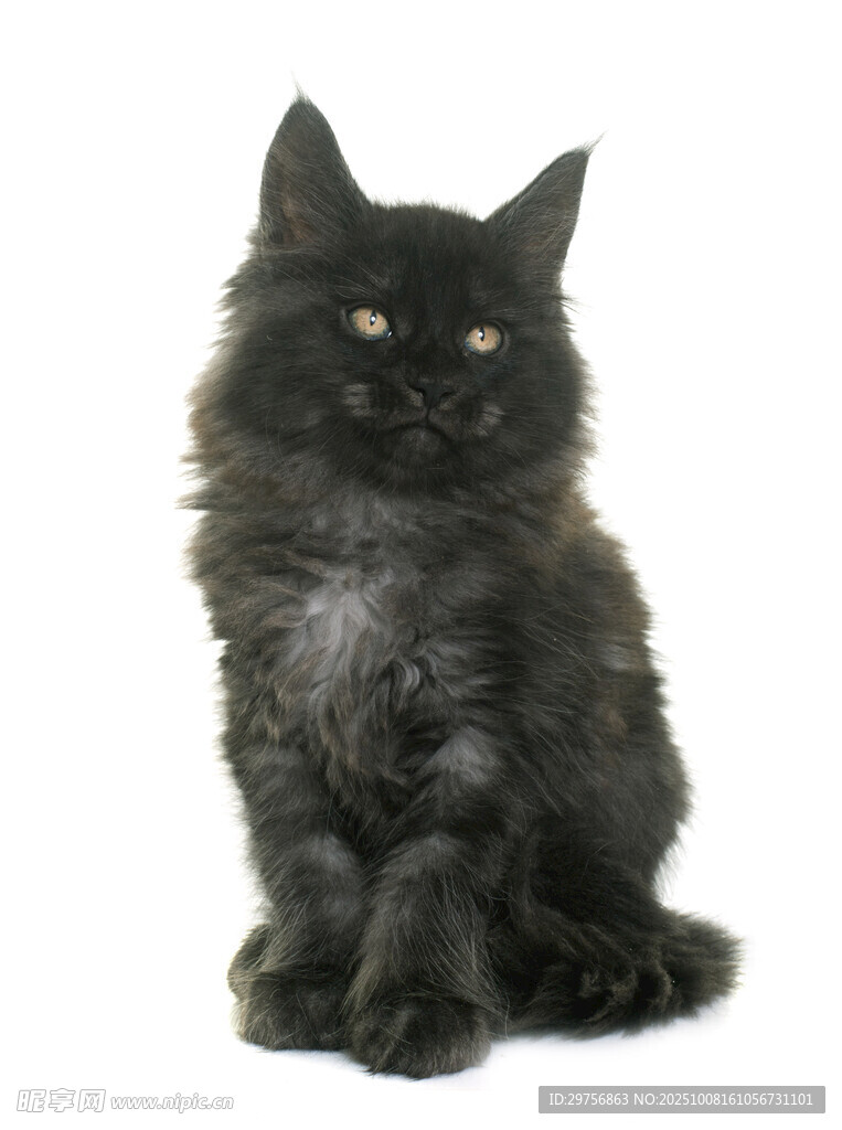 黑色长毛猫端坐