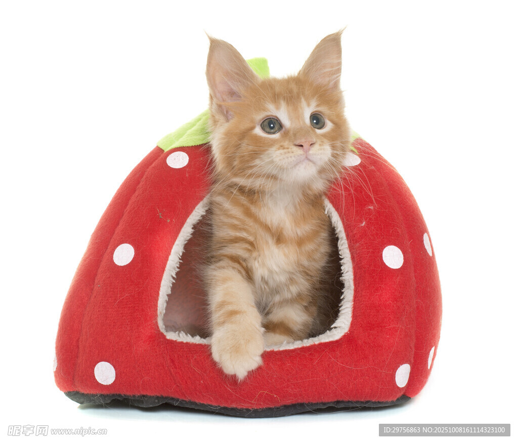 草莓造型猫窝中的可爱小猫