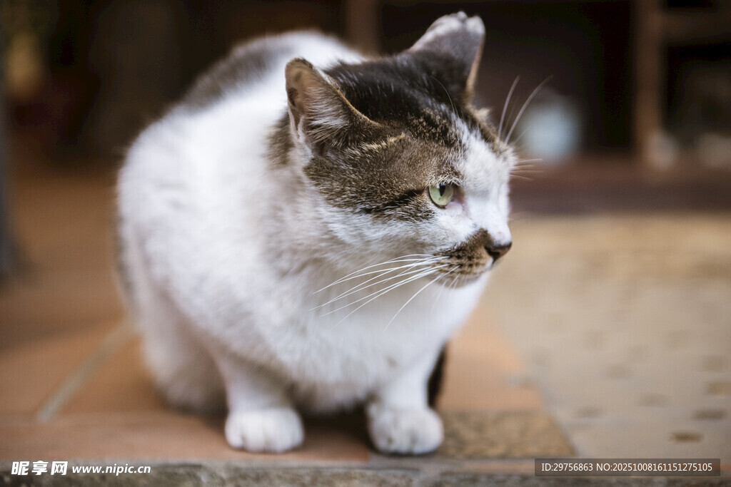 蹲坐的三色猫咪