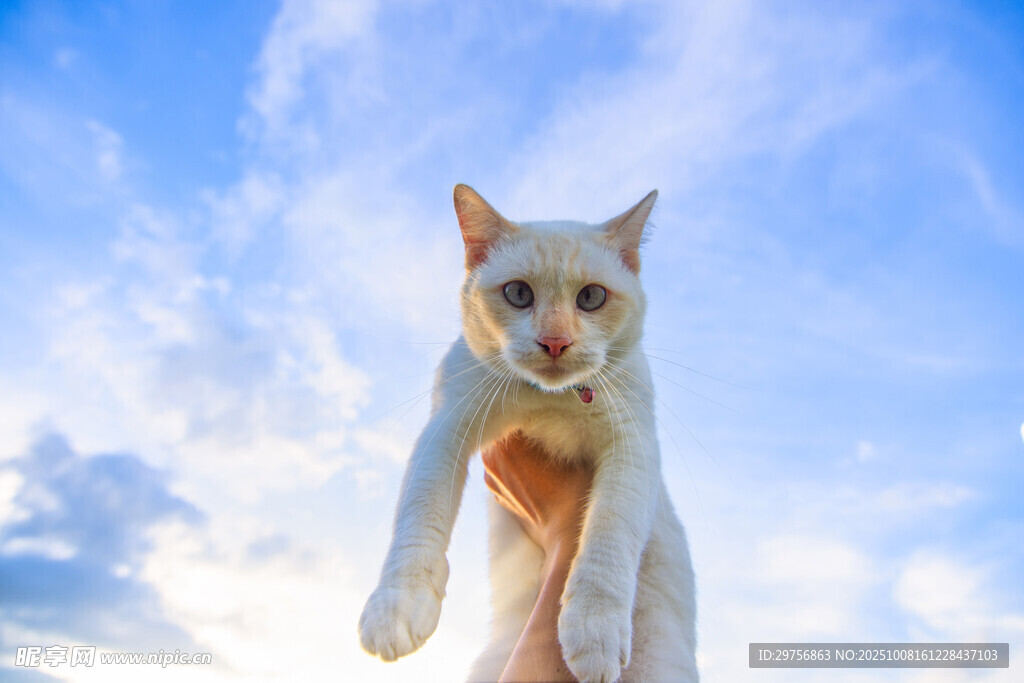 空中跃起的可爱猫咪