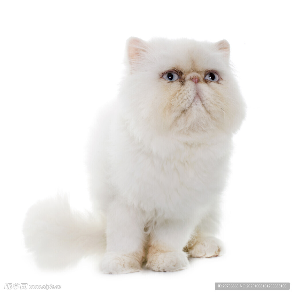 可爱白色波斯猫端坐