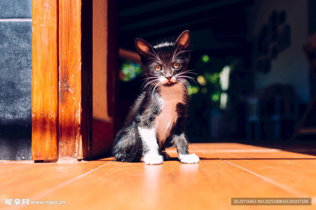 小猫坐门口享受阳光