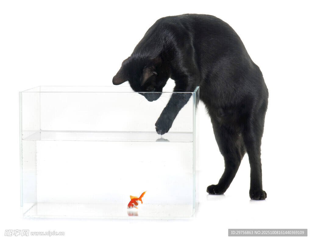 黑猫逗弄玻璃缸内金鱼