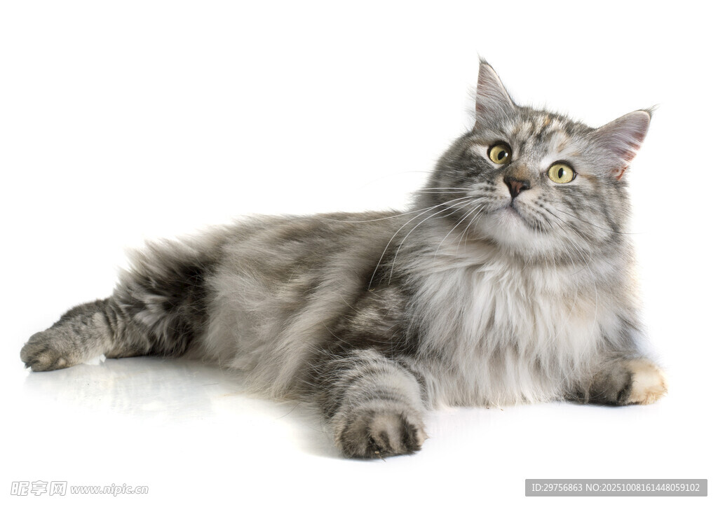 灰色长毛猫躺卧凝视