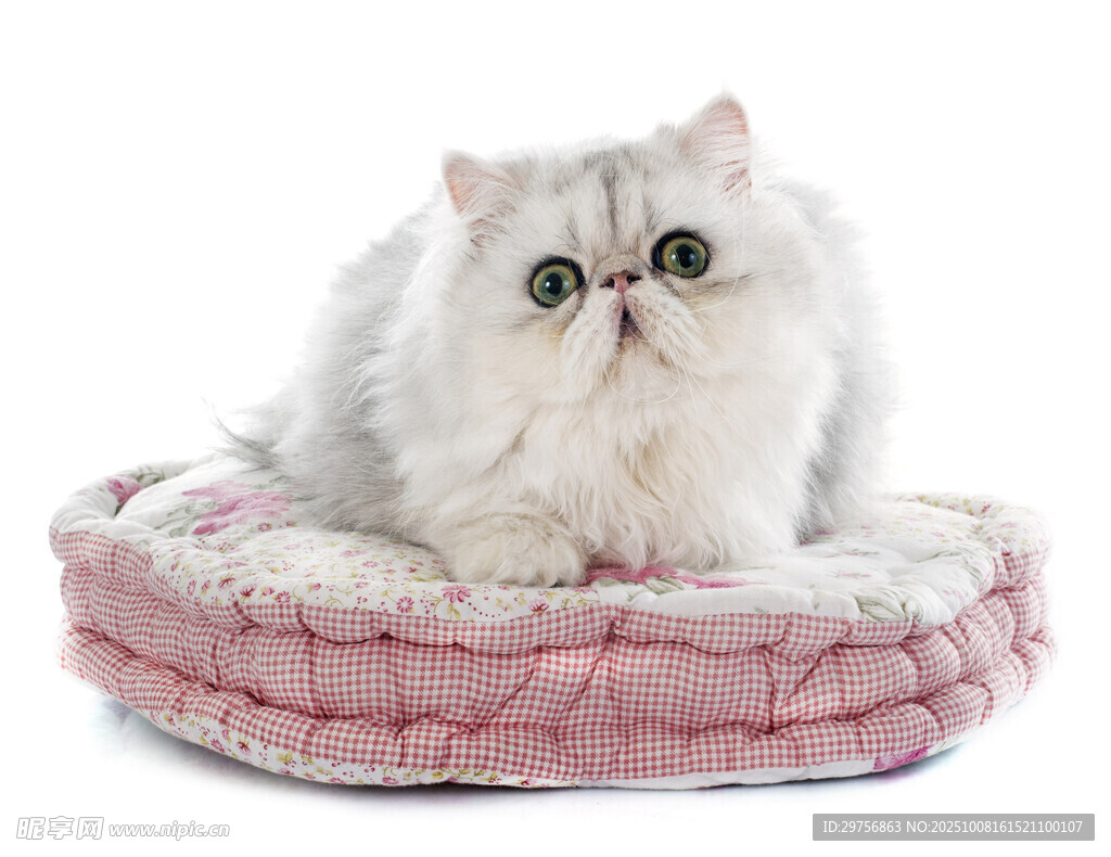 萌态波斯猫躺粉色猫窝