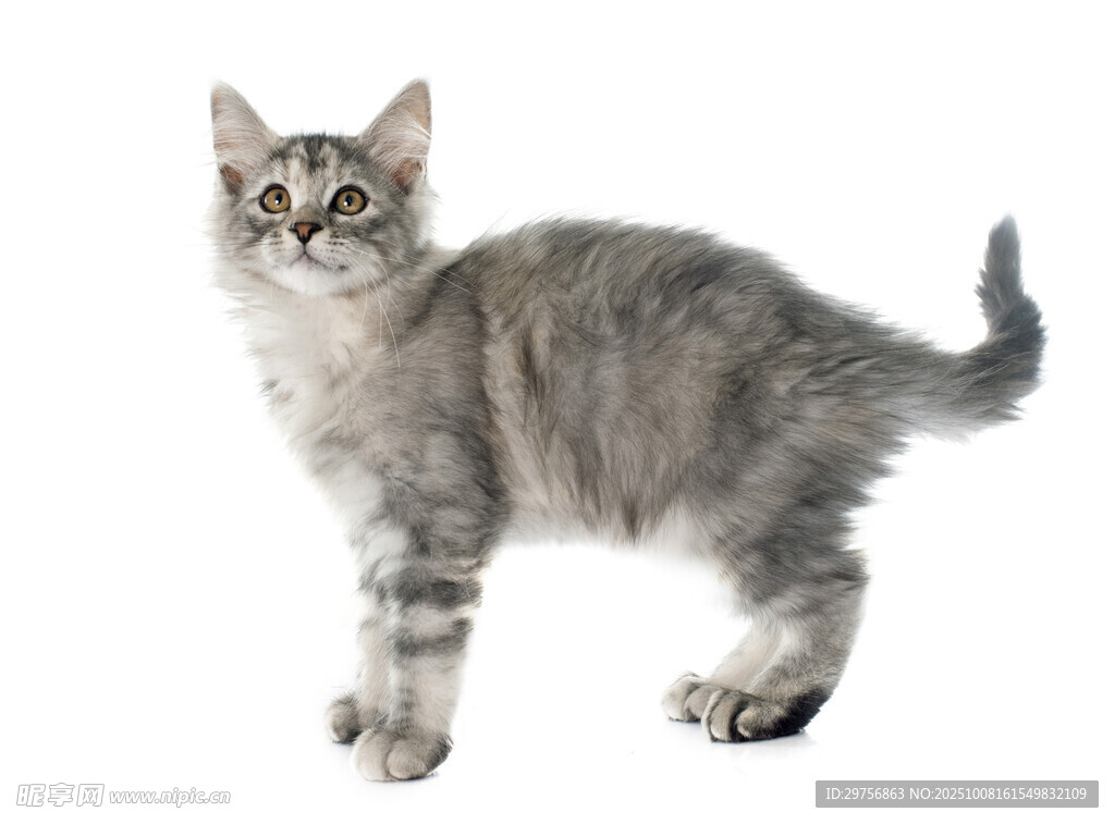可爱站立小猫