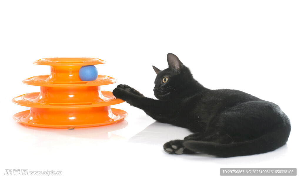 黑猫玩橙色多层猫玩具