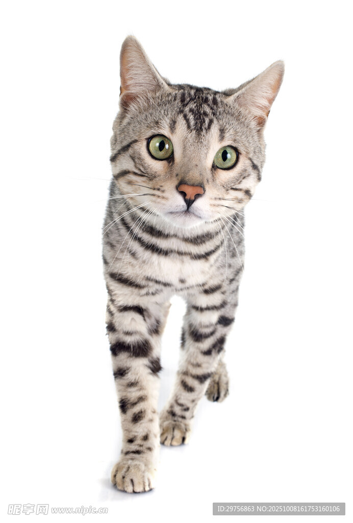 行走的条纹猫咪